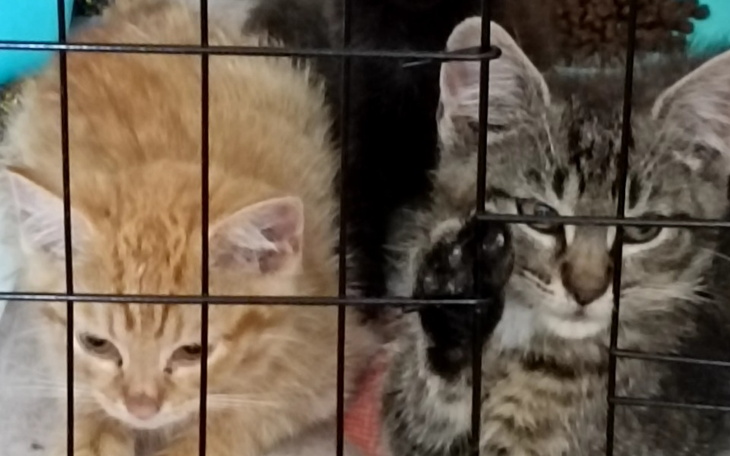 Zbiórka Małe kociaki - zdjęcie główne