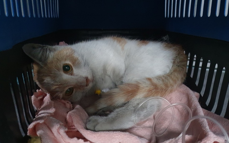 Zbiórka Ratunek dla Precelka - zdjęcie główne