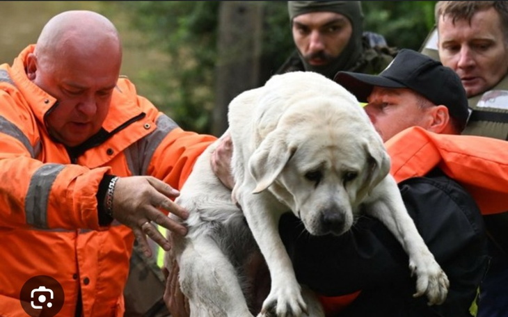 Ratowanie psa przez mężczyzn w pomarańczowych kurtkach.