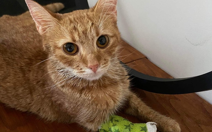 Zbiórka Ratunek dla Lizzy - zdjęcie główne