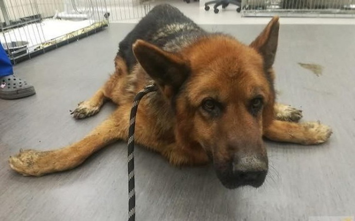 Zbiórka Pomagajmy zwirzakom - zdjęcie główne