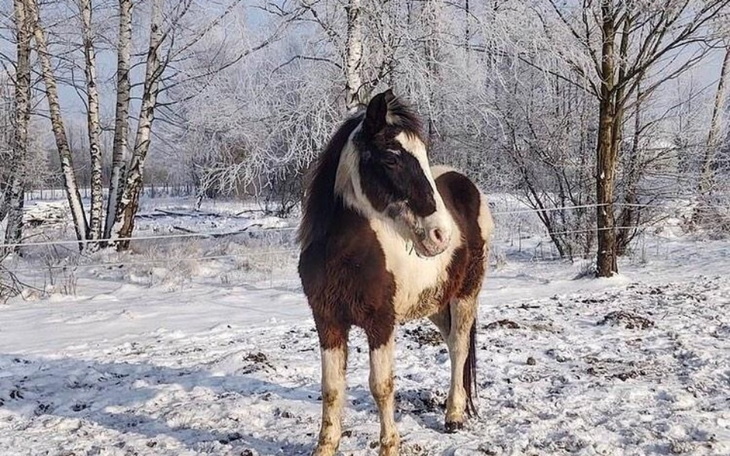 Zbiórka Na dobre utrzymanie dla kuca - zdjęcie główne