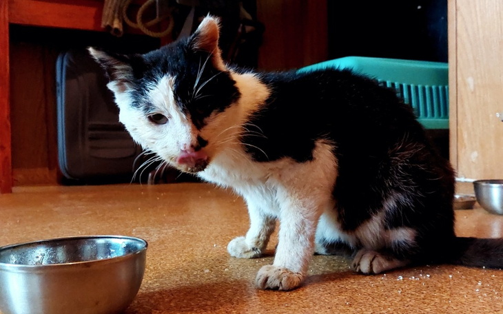 Czarnobiały kot siedzący obok miski, wyglądający na głodnego.