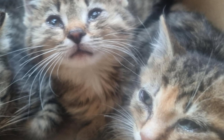 Dwa małe kotki z wyrazem ciekawości na twarzach.