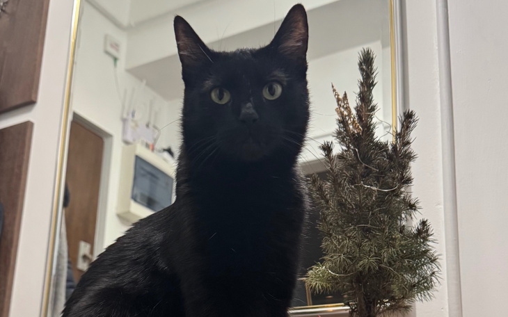 Czarny kot siedzący obok małej choinki w pomieszczeniu.