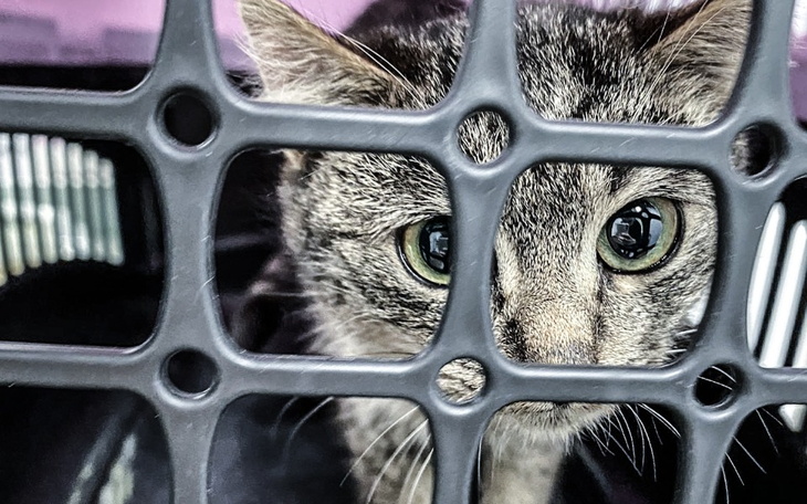 Zbiórka Jesteśmy głodni... - zdjęcie główne