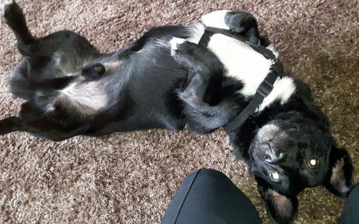 Zbiórka Pomoc dla psa bez przeszłości :( - zdjęcie główne