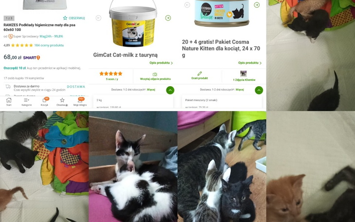 Koty bawiące się w kolorowym otoczeniu, pełnym zabawek.