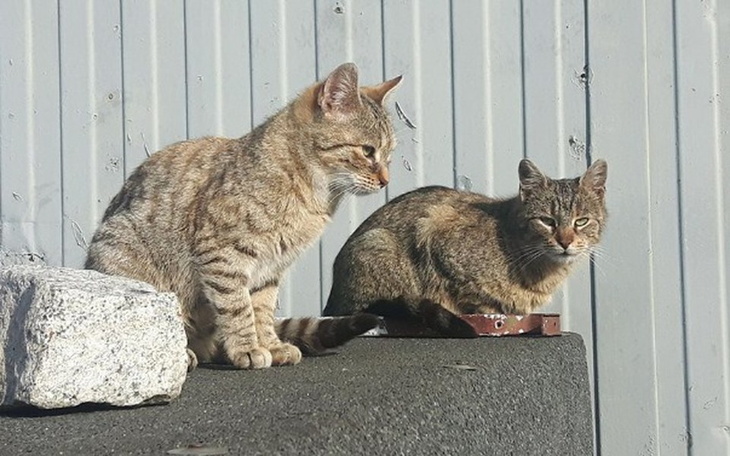 Zbiórka Akcja sterylizacja! - zdjęcie główne