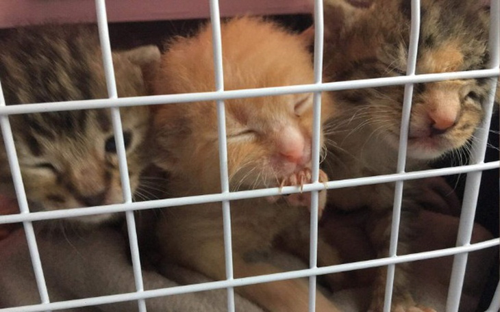 Trzy małe kocięta w klatce, jedno z nich z zamkniętymi oczami.