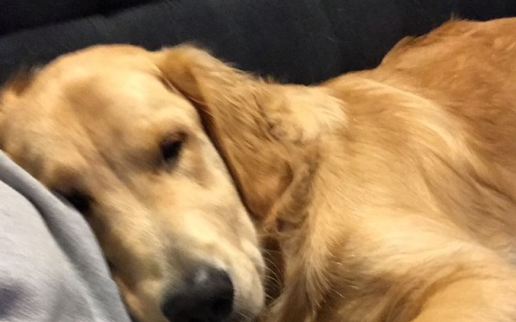 Zbiórka operacja mojego pieska Maksia - zdjęcie główne