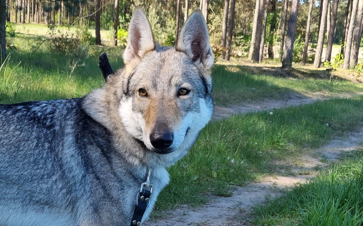 Zbiórka Utrzymanie Oriny - zdjęcie główne