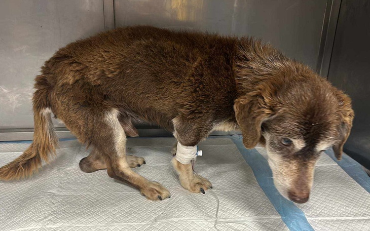 Stary pies z opatrunkiem na nodze, stojący na stole.