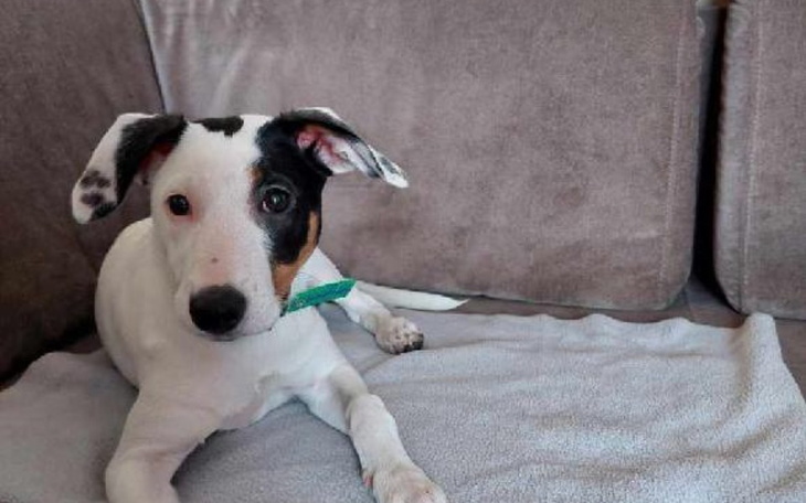 Zbiórka Operacja Tekli - zdjęcie główne