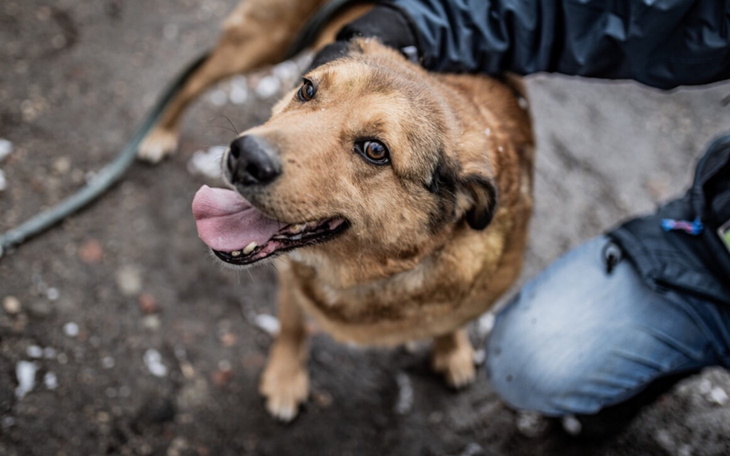 Pies z uśmiechem, cieszący się z towarzystwa.