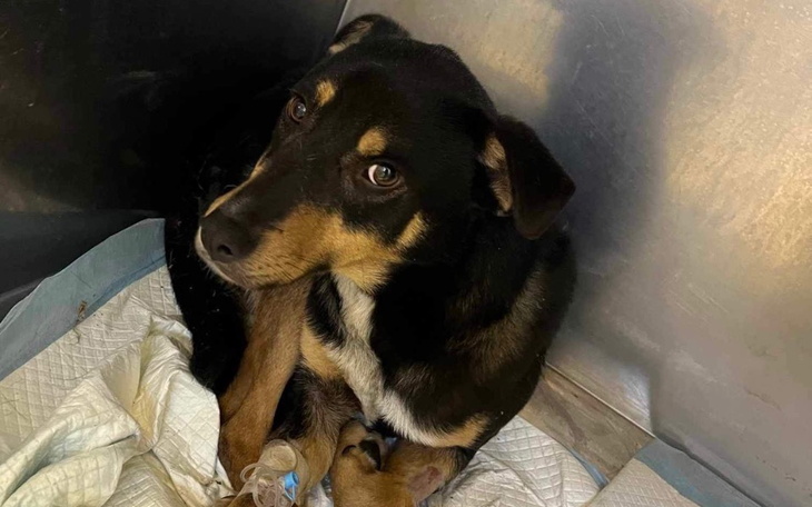 Zbiórka Nie chce wracać na łańcuch - zdjęcie główne