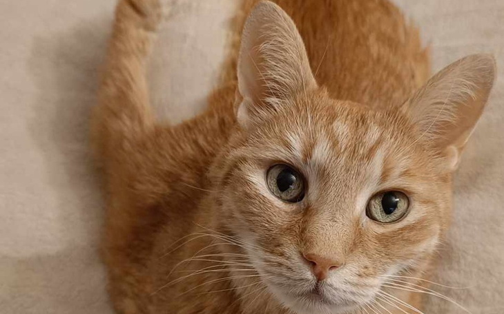 Zbiórka Jan Zakaźne zapalenie otrzewnej - zdjęcie główne