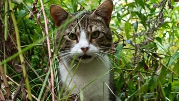 Zbiórka Kenele dla bezdomniaków - miniaturka zdjęcia