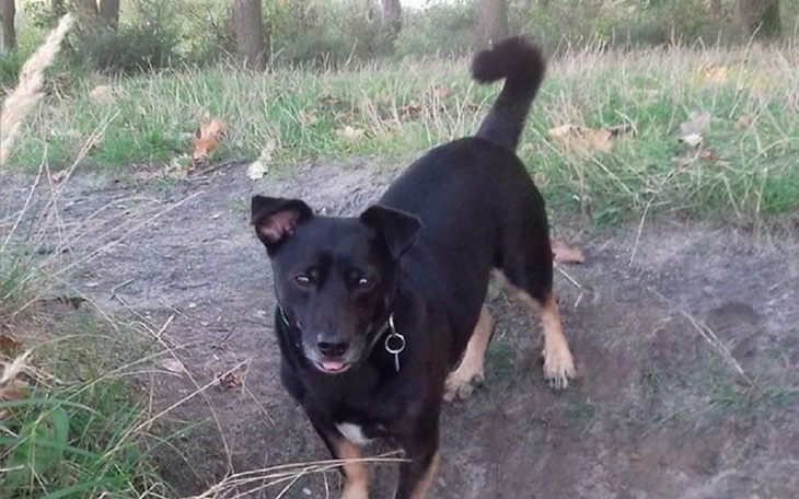 Zbiórka Operacja i rehabi. pieska Niko - zdjęcie główne