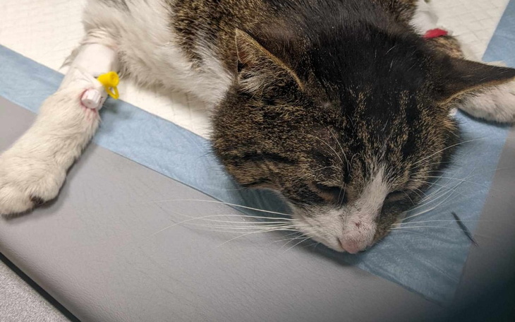 Zbiórka Nie pozwól mu wrócić na ulicę - zdjęcie główne