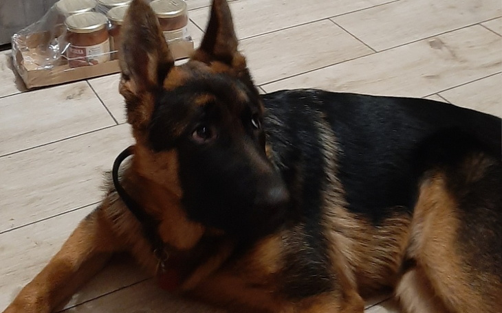 Owczarek niemiecki leży na podłodze, z zainteresowaniem patrząc w obiektyw.