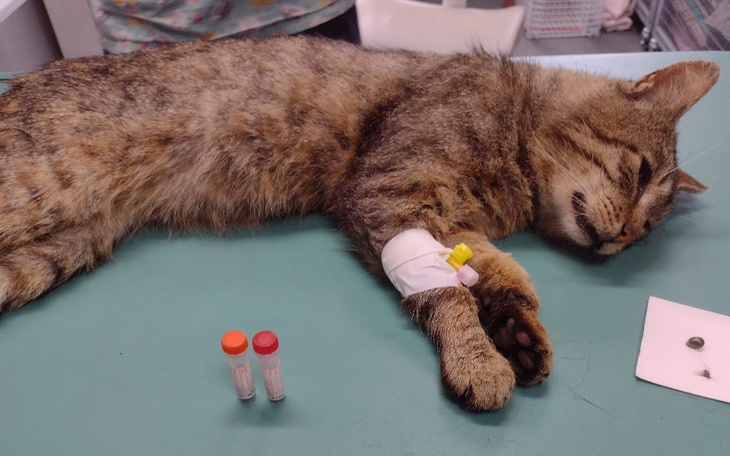 Zbiórka Dziki Vince - zdjęcie główne