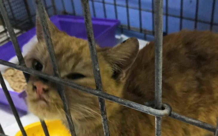 Zbiórka Pomóżmy Kevinowi stanąć na łapki - zdjęcie główne