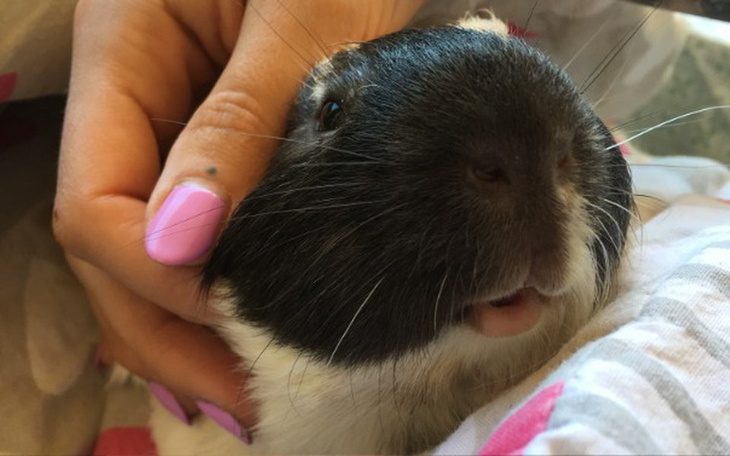 Zbiórka Dzień Świnki Morskiej - zdjęcie główne