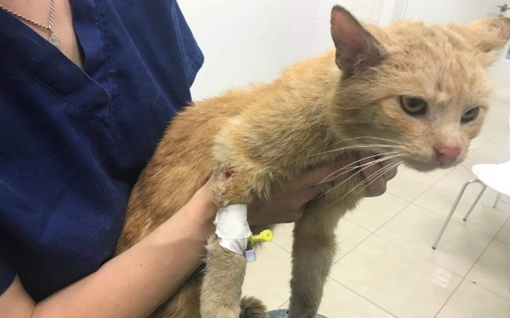 Zbiórka Gucio - zdjęcie główne