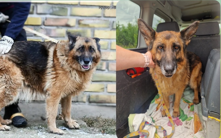 Dwa owczarki niemieckie, jeden w trakcie pielęgnacji, drugi w samochodzie.