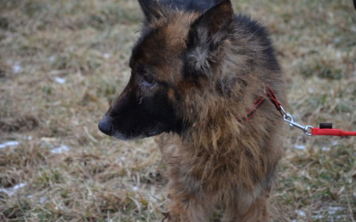 Zbiórka Vinci kupmy kojec dla Staruszka - zdjęcie główne