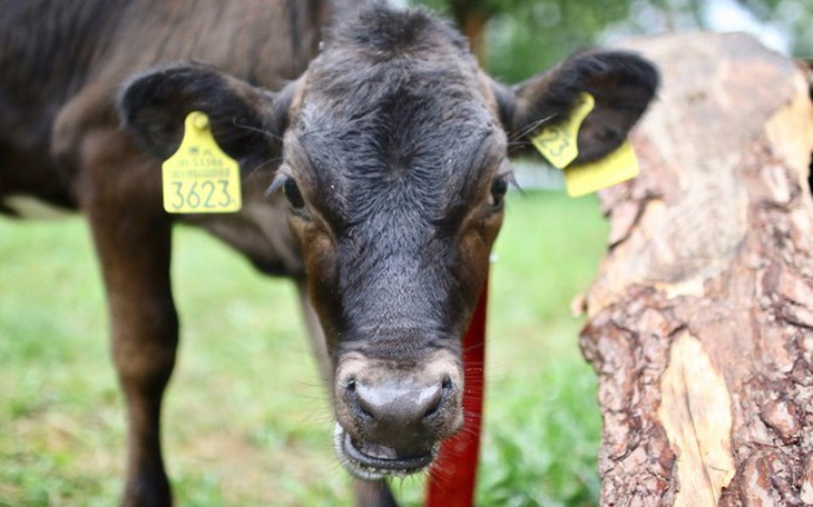 Zbiórka DOM dla ZWIERZĄT - zdjęcie główne