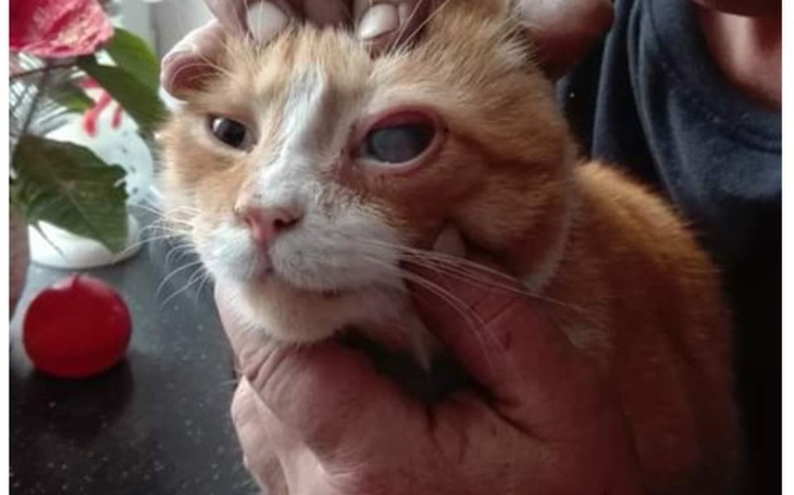 Zbiórka Postrzelony rudy Cukierek - zdjęcie główne