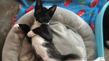 Zbiórka Bazarek Chip Koty Sieroty - miniaturka zdjęcia