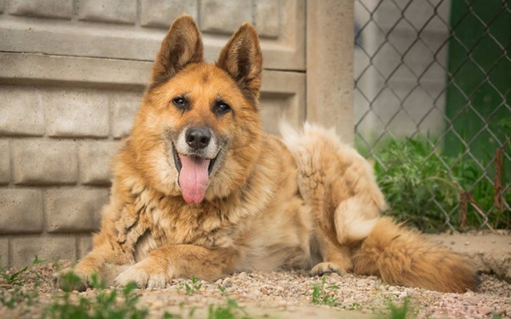 Pies rasy owczarek, odpoczywający na słońcu, z wystawionym językiem.