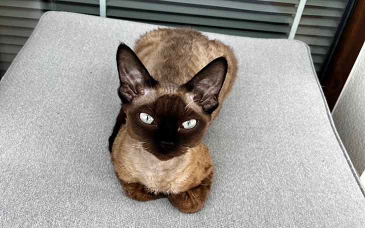 Zbiórka Yourek zapalenie otrzewnej - zdjęcie główne