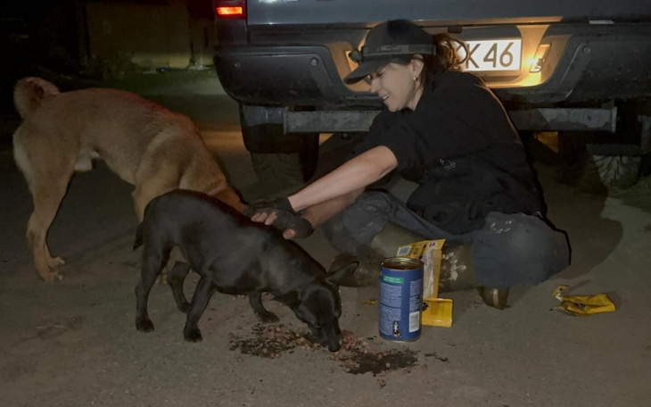 Zbiórka Wiejskie koty i psy - zdjęcie główne