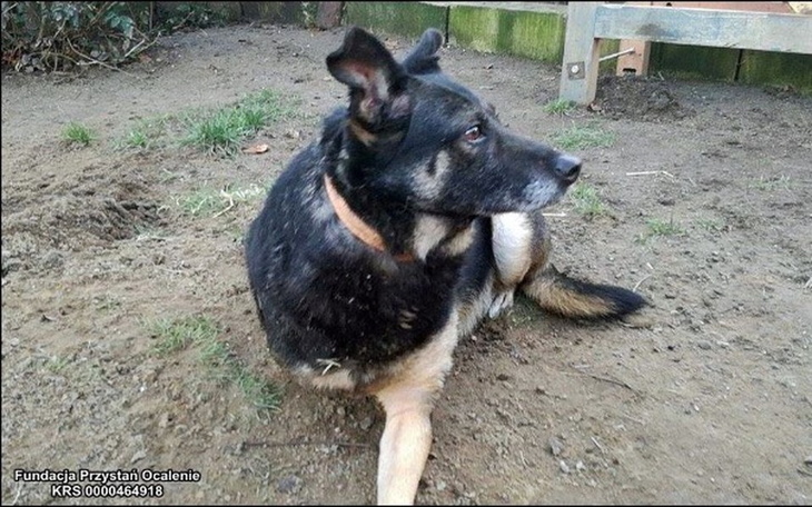 Zbiórka Trójłapka Jagoda prosi o pomoc - zdjęcie główne