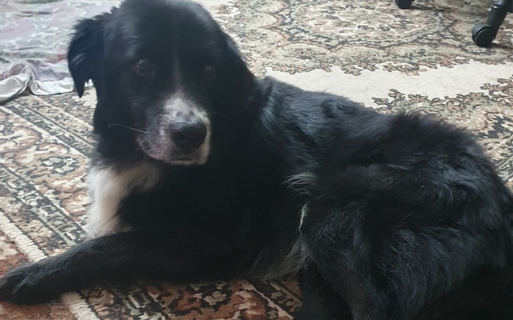 Zbiórka Ratujmy życie Rexa - zdjęcie główne