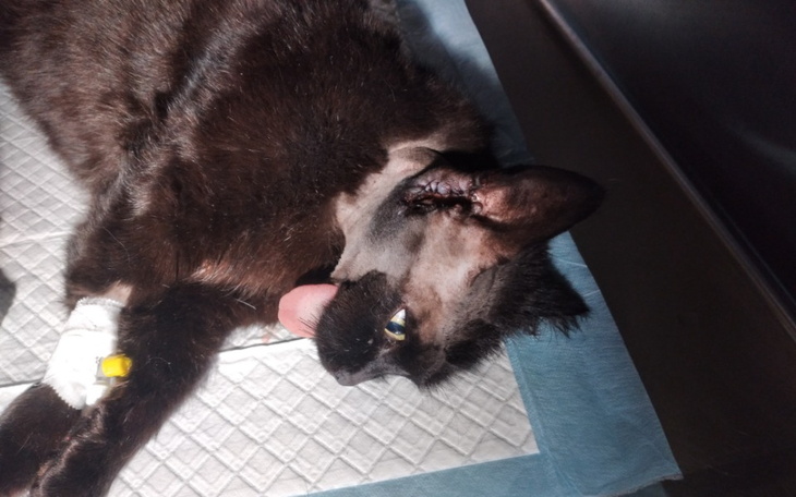 Zbiórka Kolejny bezdomny kot - zdjęcie główne