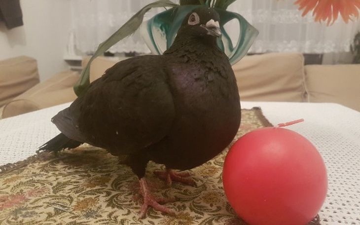 Zbiórka Szpital dla zwierząt - zdjęcie główne