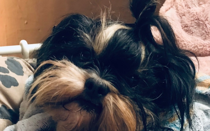 Pies w kocykach, z wyrazem twarzy pełnym spokoju.