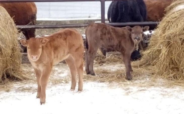Zbiórka Na byczki - zdjęcie główne