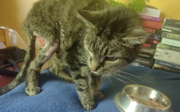 Zbiórka Pomóżcie uratować mojego Kubusia - zdjęcie główne