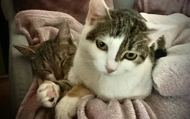 Zbiórka Pomoc dla Karmeli i Perły- FIP - zdjęcie główne