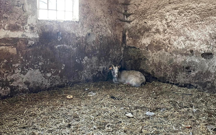 Zbiórka Ratunek dla kóz - zdjęcie główne