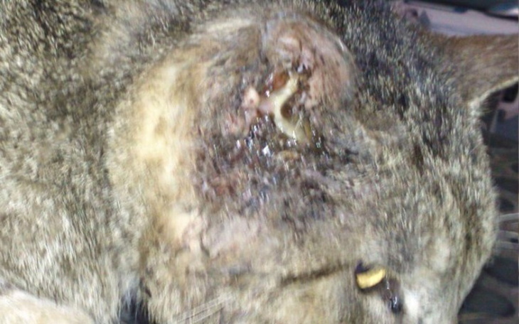 Zbiórka Pomóżcie ocalić bezdomnego kota! - zdjęcie główne