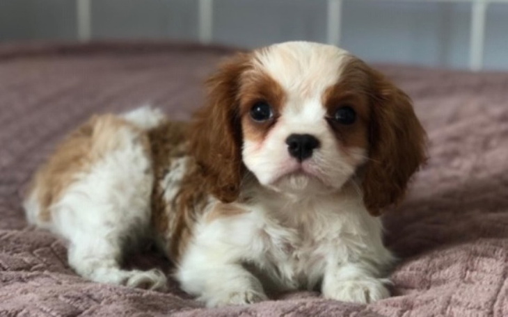 Zbiórka dogoterapia- pies i terapia - zdjęcie główne