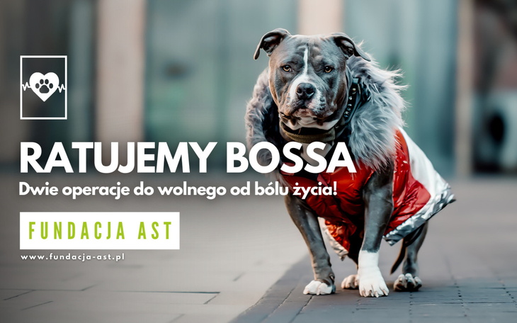 Pies w czerwonym płaszczu, promujący zbiórkę na operację.