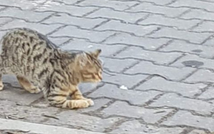 Zbiórka uRATUJmy mu łapę - zdjęcie główne